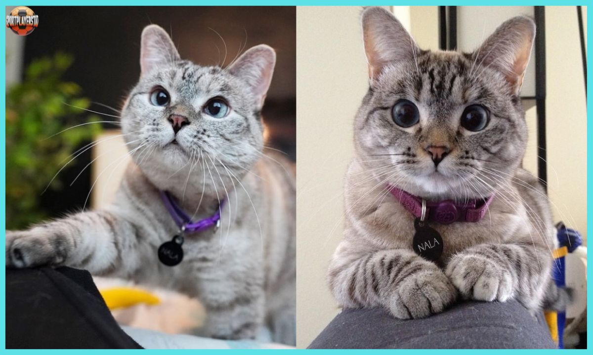 Meet Nala Cat The Instagram Star with a Ton of Fo – Tymoff